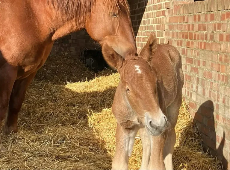 © Image by Easton Farm Park