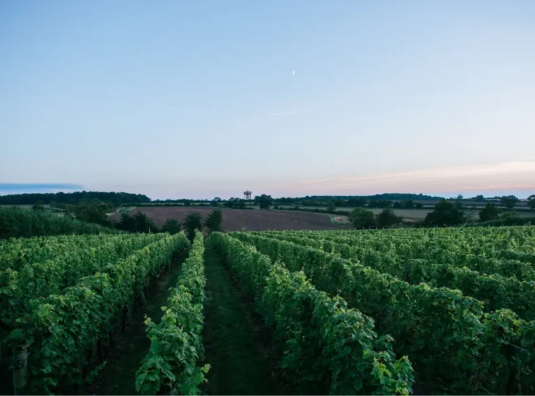 Wyken Vineyard © Image supplied by Wyken Vineyards
